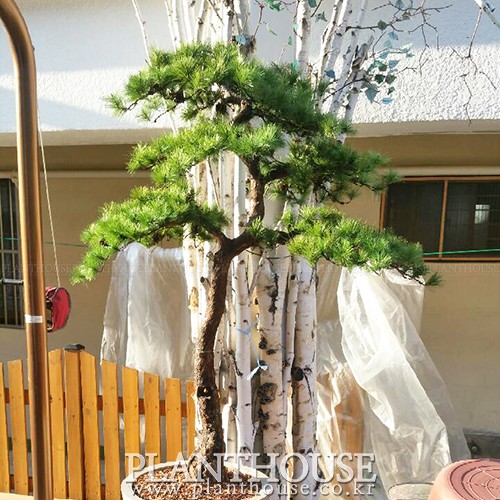 이미지 상세보기